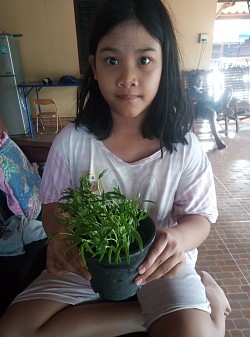 Gardening vegetables in Career subject for grade 3